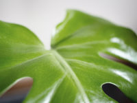 GREEN ハイポジション プラントの画像2
